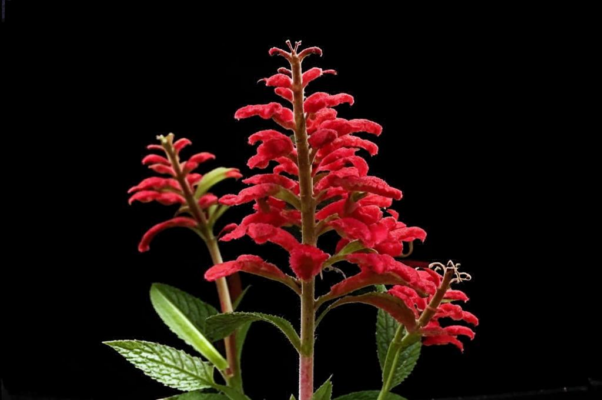 «Четырехгранный красный стебель мяты...»