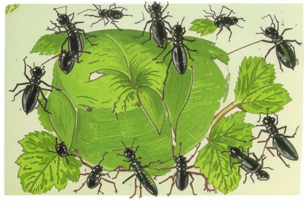 Из жизни насекомых