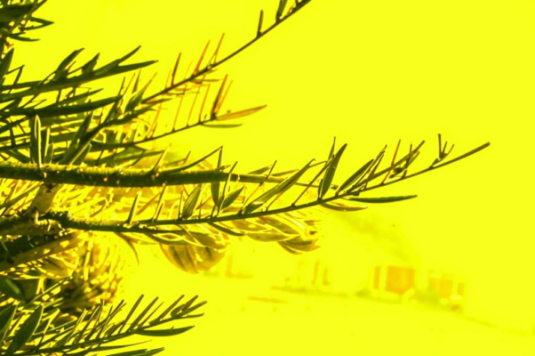 «Дао изначальный свет...»