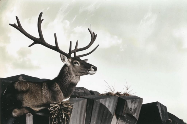 «Под зеркалом небесным...»