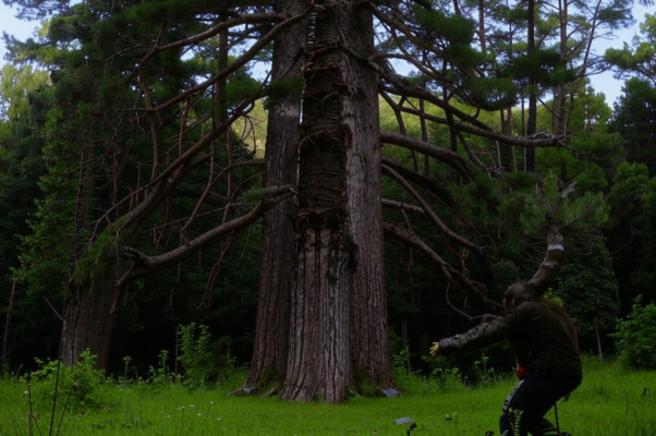 Песня («Дремлет старая сосн…»)