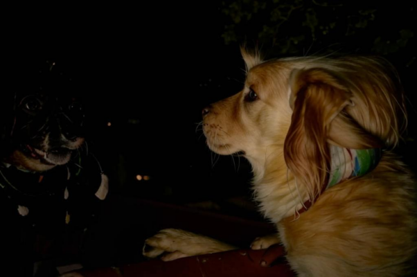 Сонет собачий