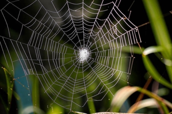 Шелковичный червь