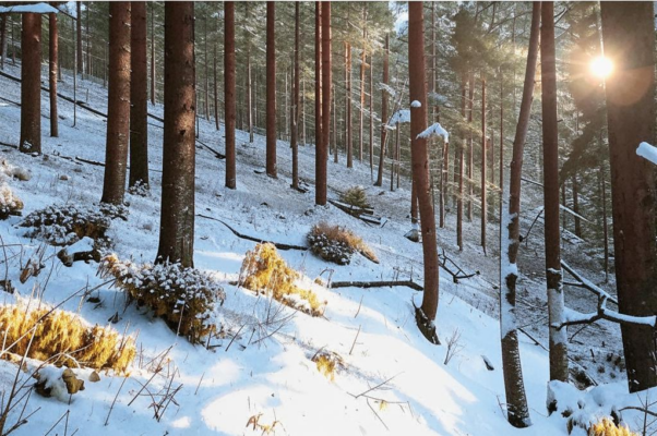 «Бредешь в лесу, не думая, что вдруг...»