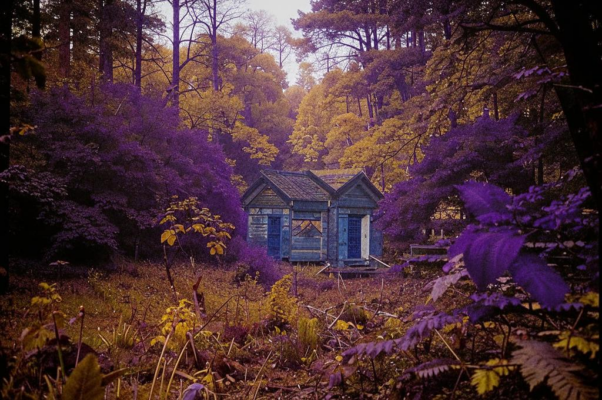 «Грустила я за свежими бревенчатыми стенами...»