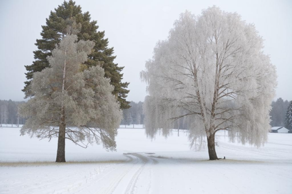 «Взгляни — два дерева растут...»