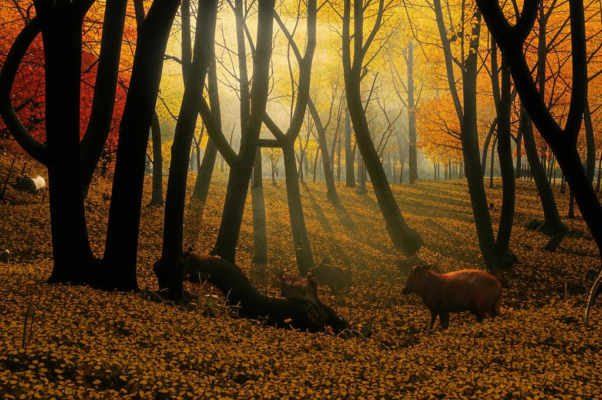 Болдинская осень («Что может быть грустней и прощ…»)