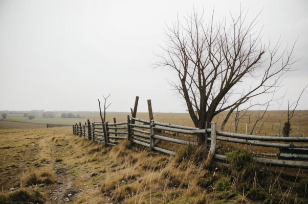 «Невысокие лозины...»