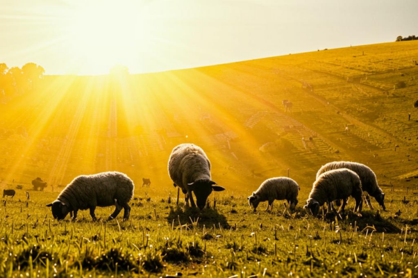 День («Солнце уж в силе, тени кратчают…»)