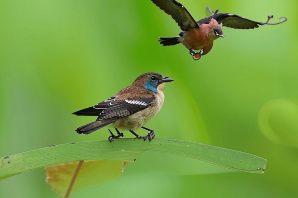 Птицы («Высоко птиц…»)