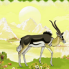 The wild gazelle