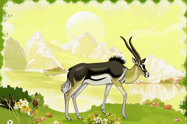 The wild gazelle