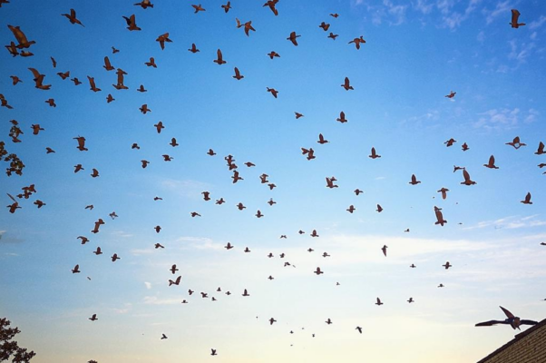 Британские аэропланы