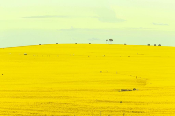 «Поля без возврата. Большая дорога...»