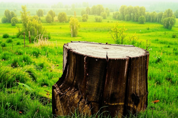 Басня («ПЕН…»)