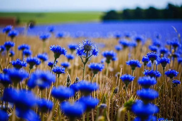 Общая судьба