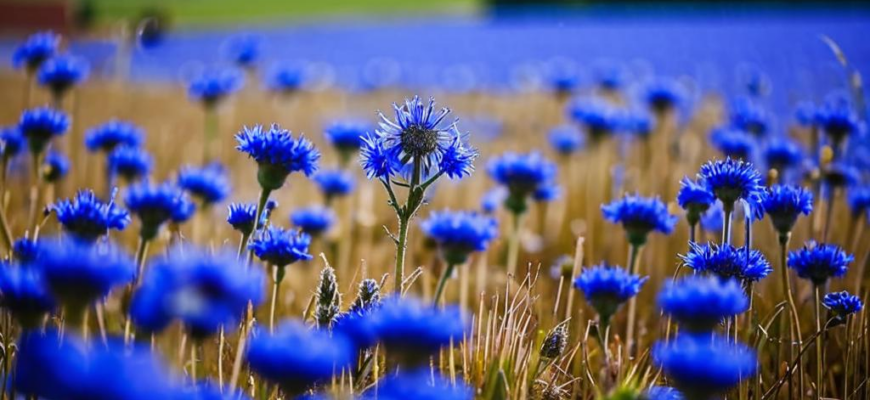 Общая судьба