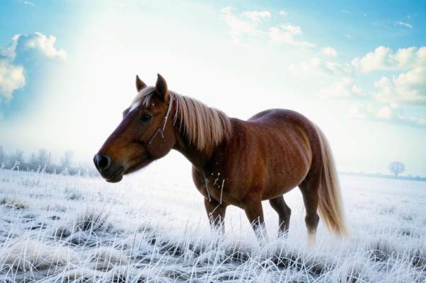«Как быстро в поле, вкруг открытом...»