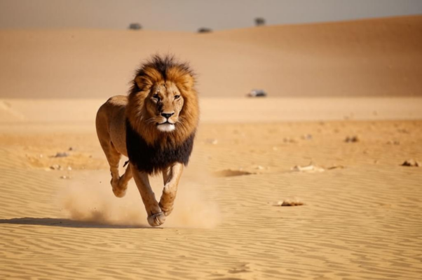 «Напрасно я бегу к сионским высотам...»