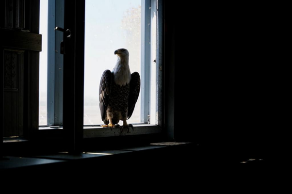 Узник («Сижу за решеткой в темнице сырой…»)