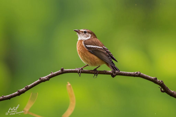 Цыганы / «Птичка божия не знает...»