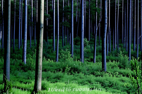 «Лежала, сумраком полна...»