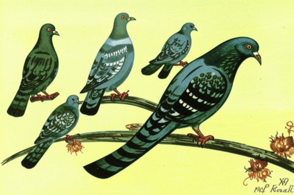 Голуби Таллина