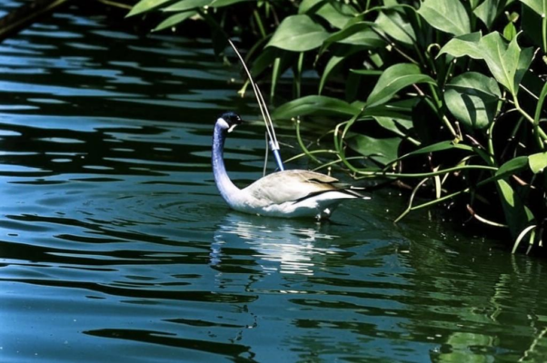 Плотичка («Плотичка-невеличка…»)