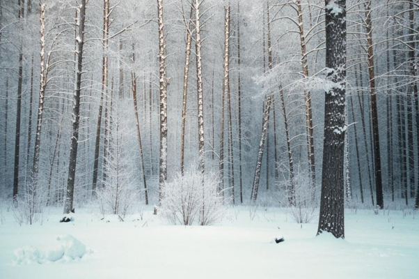 «Подари мне молчание, лес, подари!..»