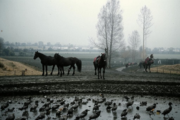 «Осень! Летит по дорогам…»