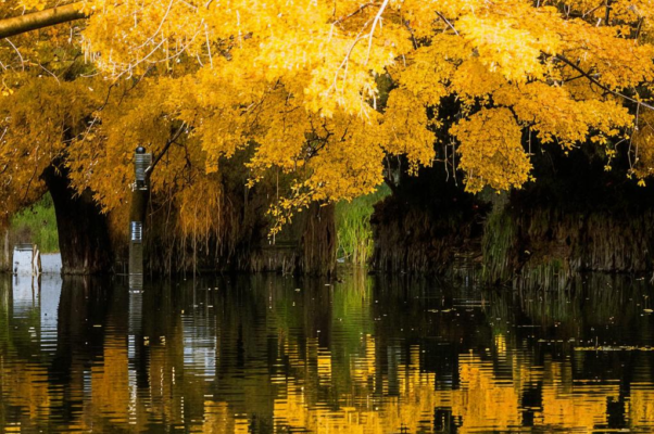 «Листвой пропащей…»