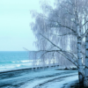 Северная береза