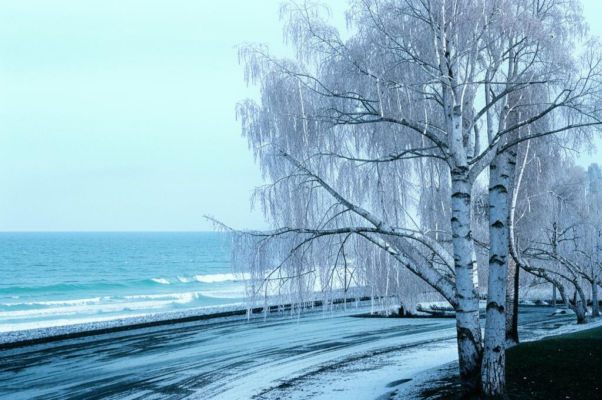 Северная береза