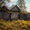 Наследник розы