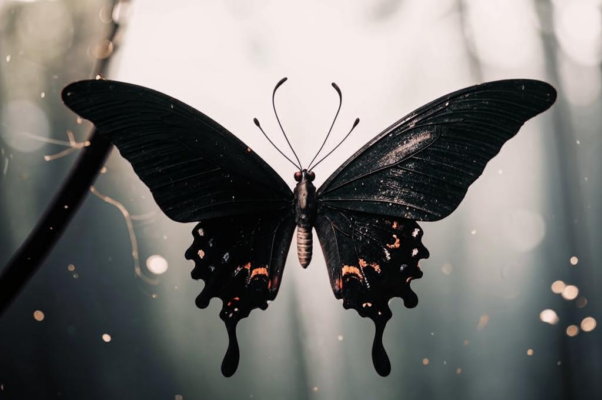 «Ах, бабочка — два лепесточка...»