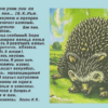 «…Кто тебе приснился? Ёжик?!..»