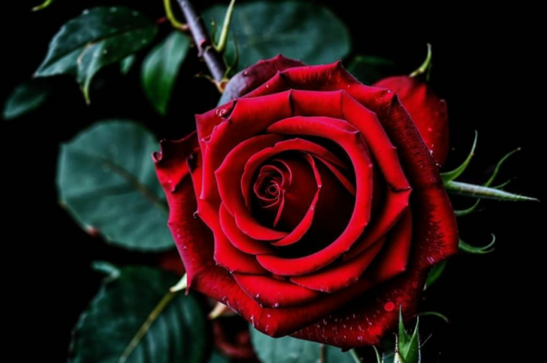 «Красная роза печали...»