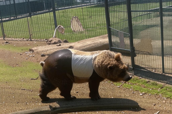 «Платные услуги зоопарка...»