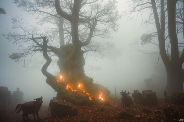 «Слоистый мир, что сквозь меня прошел...»