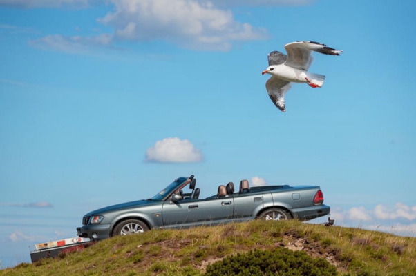 «Чайка, взмывающая над землей...»