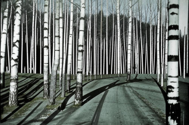 «Опять замелькали сосна да береза...»