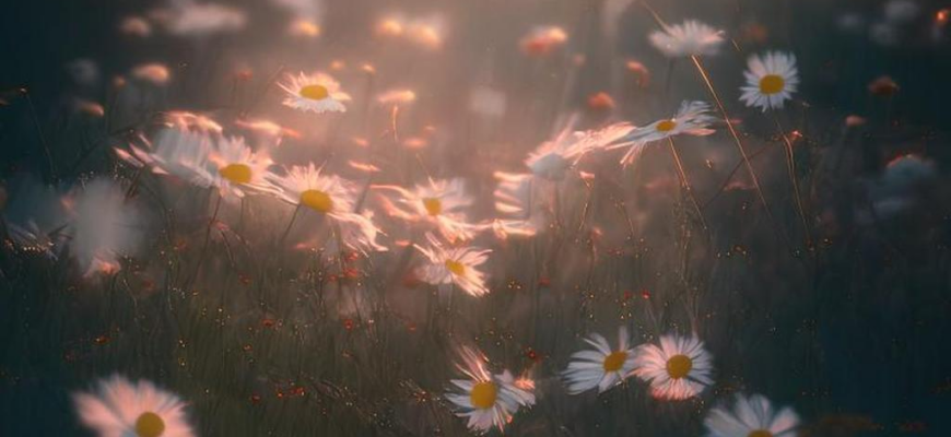 Сонет Петрарки (2)