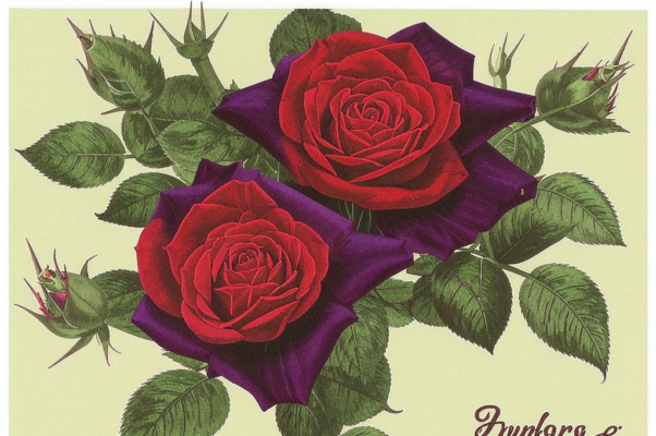 «...роз не коснусь...»