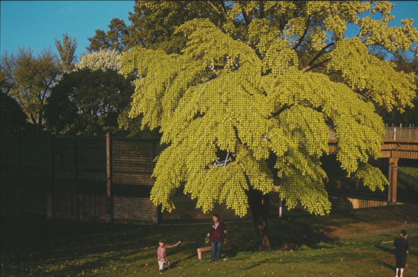 «Акация моя, акация...»