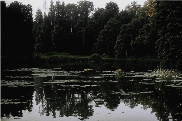«В утреннюю каламуть всматриваюсь;...»