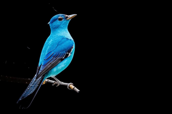 «Выдача корреспонденции до востребования...»