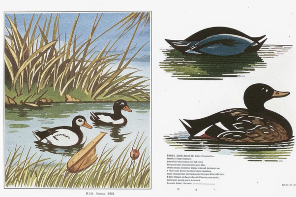 «Жили-были два дуа...»