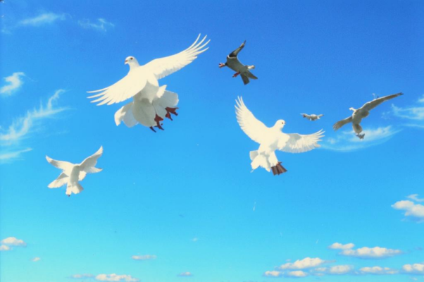 «Летите, голуби, летите...»