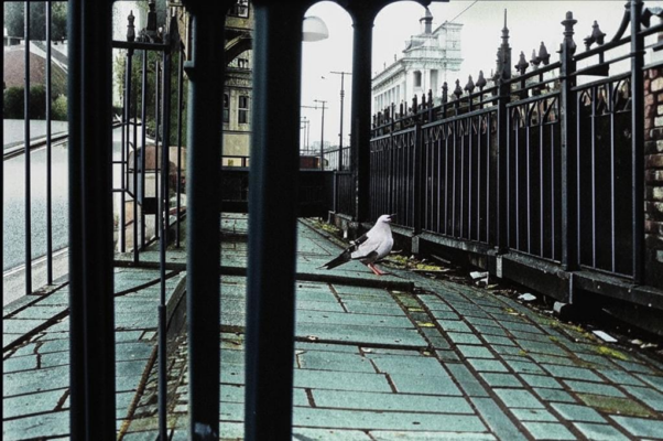 «Старый голубь, похожий на вороненка...»