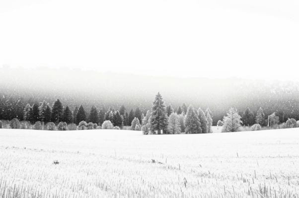 ««Тишина!» — шепнула белая поляна...»